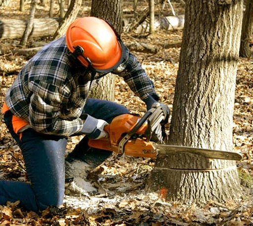 Tree Removal in Waterloo, NE
